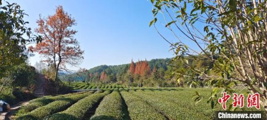 武夷山燕子窠茶園(資料圖片)
