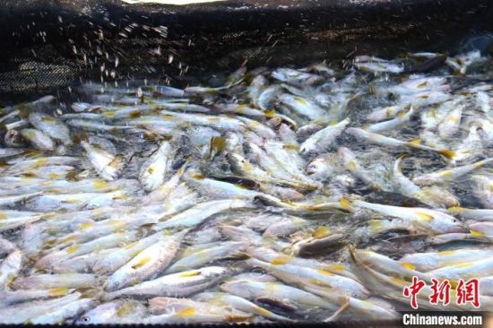 寧德大黃魚。吳允杰 攝