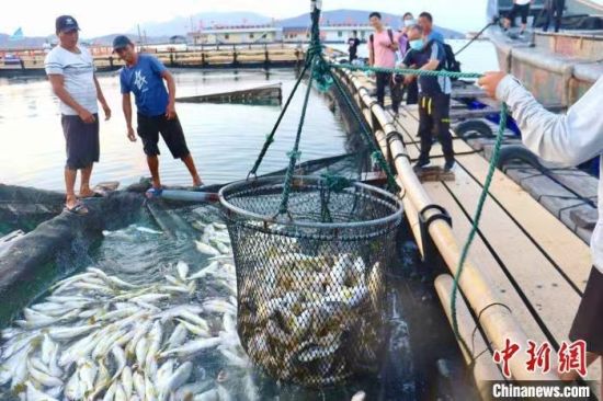 起網(wǎng)捕撈大黃魚。吳允杰 攝