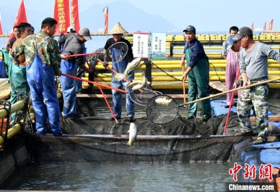 漁民捕撈大黃魚。王東明 攝