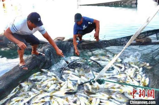 漁民捕撈大黃魚。吳允杰 攝