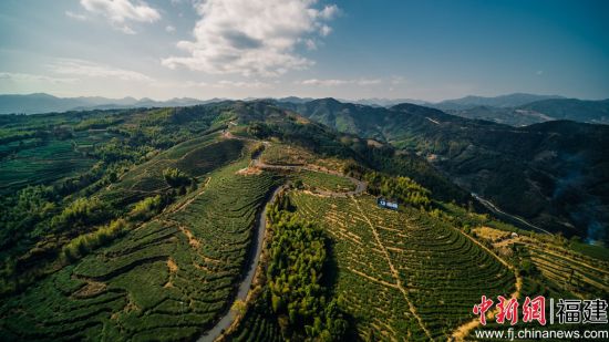 航拍白茶基地。彭敬銀 供圖