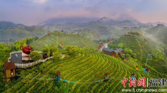 圖為三明市大田縣屏山生態(tài)茶園。