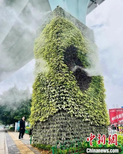 8月31日，美格農(nóng)藝參與的廈門BRT綠化建設(shè)工程，把廈門裝點(diǎn)得更加美麗迷人?！?美格農(nóng)藝 供圖)